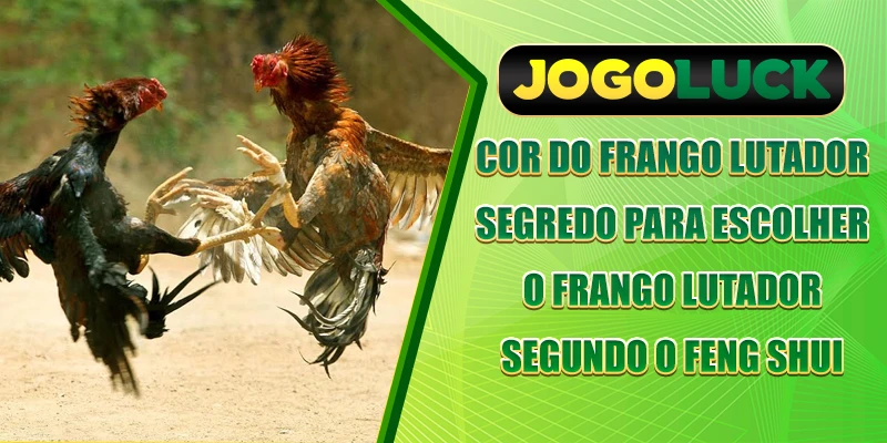 Cor da malha do galo de rinha - Segredo para Escolher o Frango Lutador Segundo o Feng Shui