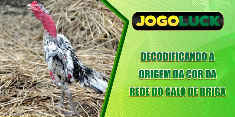 Decodificando a origem da Cor da malha do galo de rinha