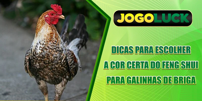 Dicas para escolher a cor certa do feng shui para galinhas de briga
