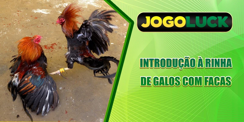 Introdução Briga de galos com navalhas