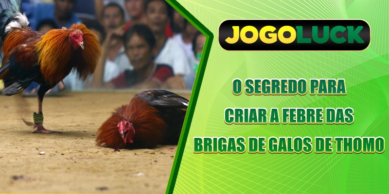 O segredo para criar a febre das brigas de galos de Thomo
